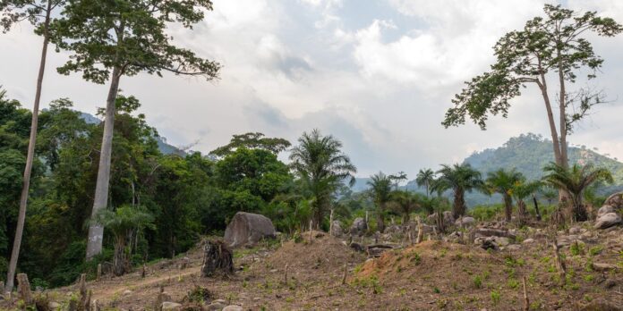 ivory coast:-143-million-euro-from-the-world-bank-to-combat-deforestation