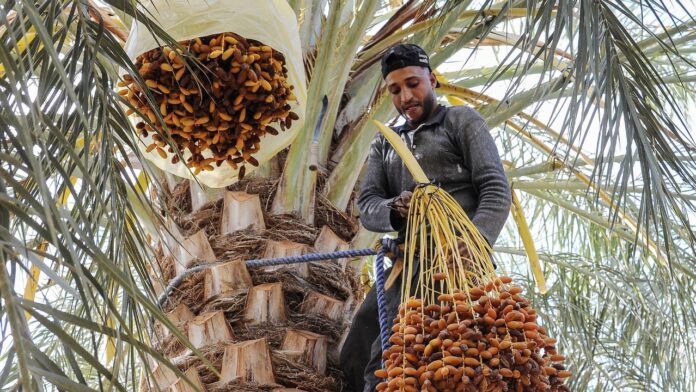 entre-le-maroc-et-l’algerie,-la-guerre-diplomatique-plombe-l’import-export